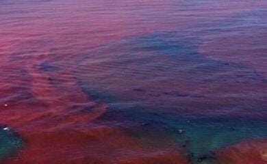 Після ураганів "червоні припливи": нова загроза для узбережжя Мексиканської затоки