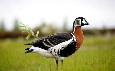 Массовое уничтожение животных, птиц, растений: российская агрессия разрушает эко мир Украины