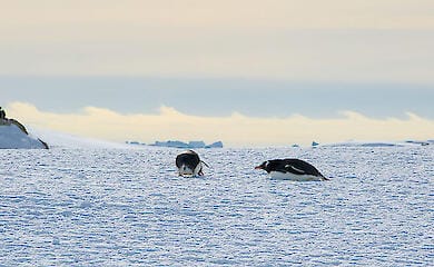 Полярники показали незвичайне явище біля станції Вернадського