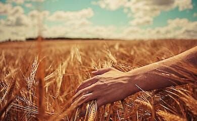 Ветерани в Україні прагнуть вирощувати зернові, розбивати сади та виноградники