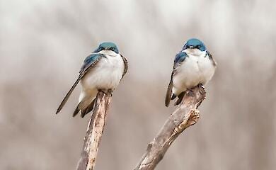 Хто з тварин регулярно вживає алкоголь