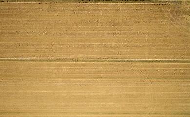 Експерти USDA зробили прогноз щодо врожайності пшениці в Україні