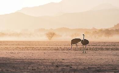 Стало известно почему страусы прячут головы в песок