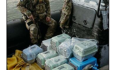 Операція "ГУР-кіт": розвідники евакуювали з острова Зміїний котів