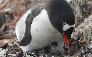 На "Академіку Вернадському" вилупилися перші пінгвінята цього сезону