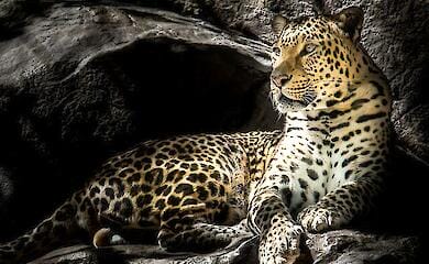 В Одеському зоопарку леопард напав на співробітника, який прибирав у клітці у тварини