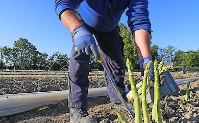 Нішева культура, з якої вигідно почати агробізнес