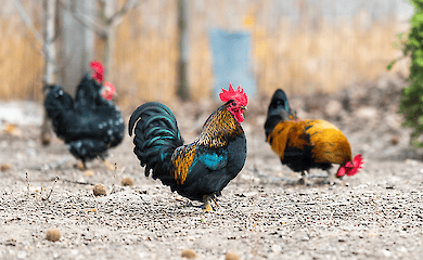 В США заявили, что птичий грипп мутировал и легче приспосабливается к человеку