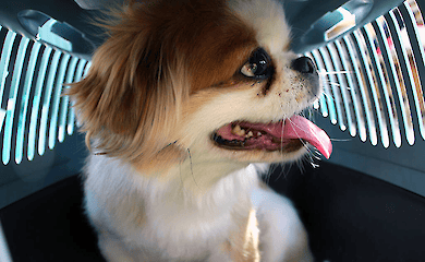 Як забезпечити комфорт тварині під час подорожі за кордон