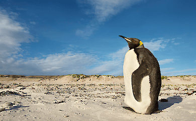 Арктическая вечная мерзлота тает: что предсказывают ученые о глобальных последствиях