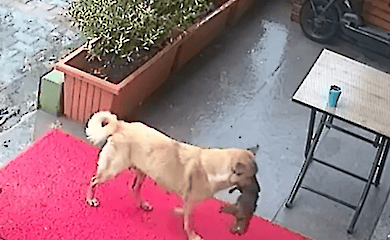 Безпритульна собака сама принесла хворе цуценя до ветклініки