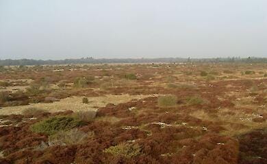 Природоохранители требуют реформы обращения с торфяниками