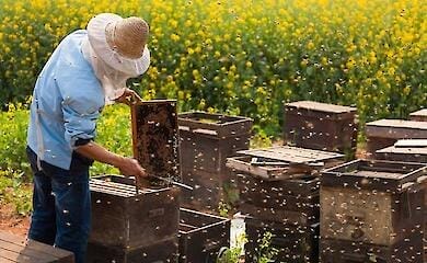 Почему важно покупать качественные запчасти для ульев?
