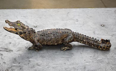 Украинец пытался вывезти в Польшу из Львовщины крокодила в багажнике авто