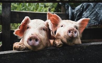 В Україні почали дорожчати живі свині 