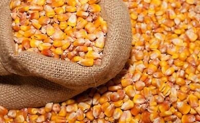 Який продукт приніс Україні мільярд доларів за два місяці: рекордний експорт