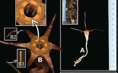 Учені відкрили новий вид "чарівного ліхтаря" в гірських лісах Малайзії