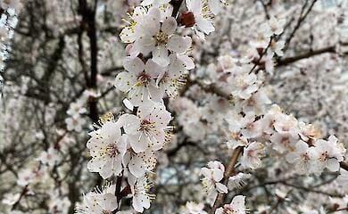 Прогноз погоды на 4 апреля: тепло и без осадков, но в ближайшие дни похолодание с снегом