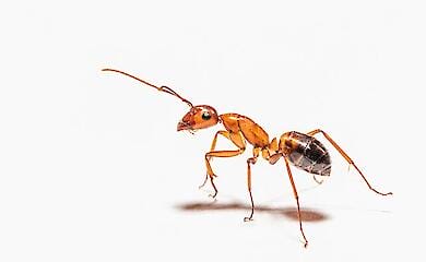 Исследователи выяснили примерное количество муравьёв в мире