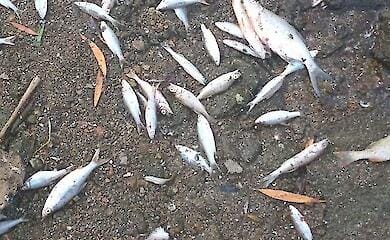 Массовая гибель рыбы и крабов в Азовском море