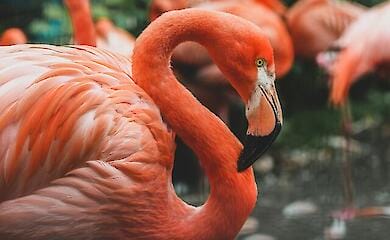 Фламінго прилетіли в "Тузловські лимани"