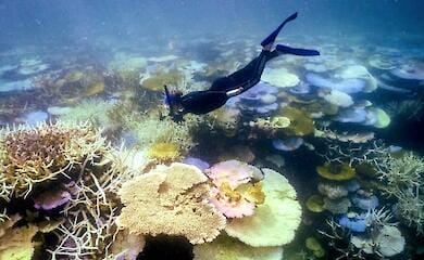 Коралловые рифы под угрозой: обесцвечивание охватило 84% их площади