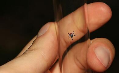 Сезон клещей в Украине уже начался: какая группа крови их привлекает