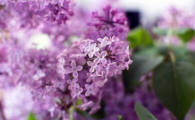 Скільки вихідних днів в українців буде в травні 