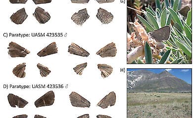 У Канаді відкрили новий вид метеликів, який був генетично ізольований 40 тисяч років