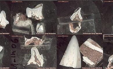 Учені з'ясували, чому зникли гігантські кенгуру