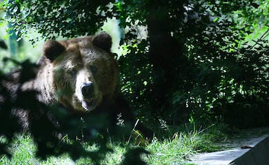 У Румунії туристка загинула, тікаючи від ведмедя