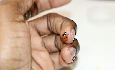 Способы очистить одежду от следов насекомых 