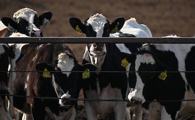 Українські фермери зможуть отримати 7 000 грн дотації за кожну корову