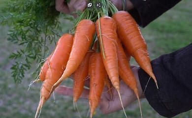 Лук и морковь "кусаются": цены на базовые овощи в Украине взлетели