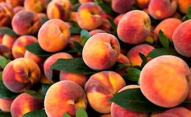 Урожай персиков и абрикосов в некоторых регионах Украины потерян на 100%