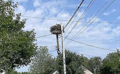 В Киеве аисты обжили почти все искусственные платформы для гнёзд: 93% уже заняты