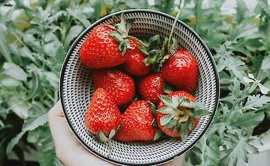 Вартість полуниці може знизитися вже наступного тижня