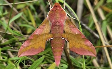 Винний колір та пухнасте тільце: в столиці помітили незвичного метелика