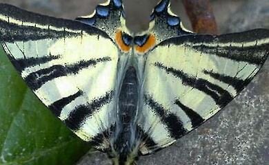 На Київщині помітили великого червонокнижного метелика 