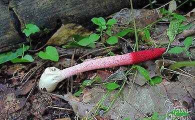 Дивної форми та малинового кольору: в Києві помітили незвичайний гриб