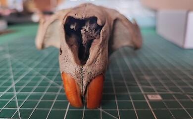 Знахідка на острові Козацький викликала суперечки: у спільноті гадають, кому належить череп з великими зубами