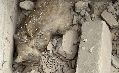 У Києві з-під завалів будинку врятували кота, який провів там три дні