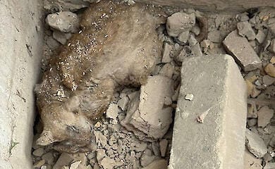 Под завалами дома в Киеве нашли кота, который провел там несколько дней — фото
