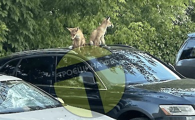 Конкурують з котами: на Троєщині оселилися лисиці