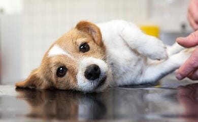 Без стресу і паніки: як підготувати улюбленця до візиту у ветеринарну клініку