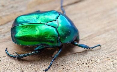 Бронзовка на Житомирщине: яркое насекомое, любящее сирень и пионы