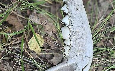 Таємнича знахідка у лісі біля Лютіжа викликала суперечки: собака, вовк чи шакал?