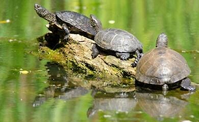 Фото: Oleh Martsun WildlifePhotographer