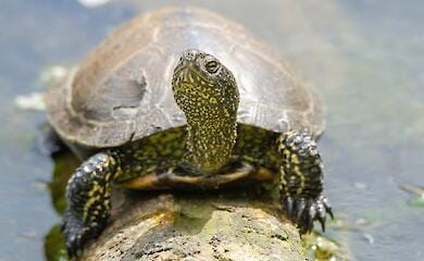 Фото: Oleh Martsun WildlifePhotographer