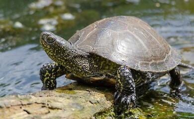 Фото: Oleh Martsun WildlifePhotographer